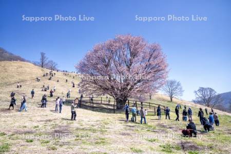 うらかわオバケ桜と観光客