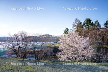 桜と聖台ダム