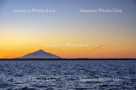 夕景のパンケ沼と利尻島　ハクチョウ