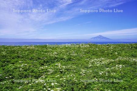 オオハナウドと利尻島