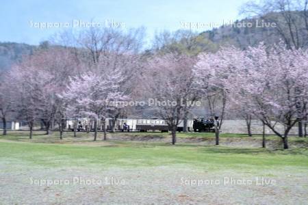 丸瀬布森林公園いこいの森　雨宮21号