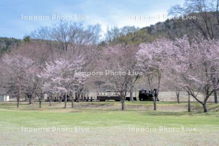 丸瀬布森林公園いこいの森　雨宮21号