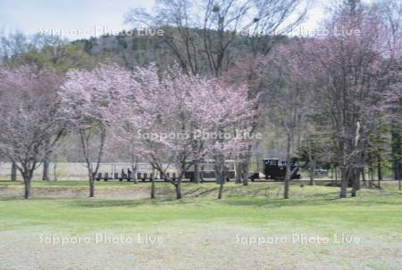 丸瀬布森林公園いこいの森　雨宮21号