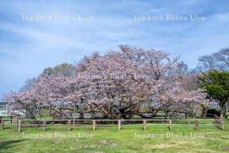 野付の千島桜
