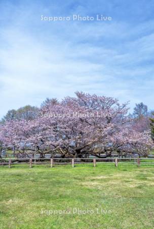 野付の千島桜