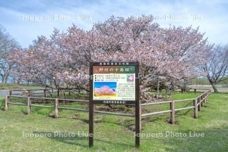野付の千島桜