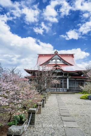 清隆寺のチシマザクラ