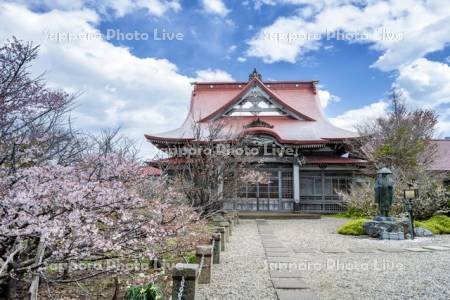 清隆寺のチシマザクラ