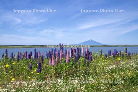 天塩川河川公園ルピナスと利尻島