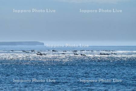 コンブ漁船と貝殻島