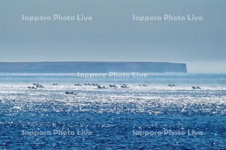 コンブ漁船と貝殻島