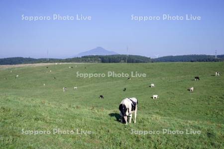 牛の放牧と利尻島
