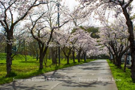 東明公園　桜並木