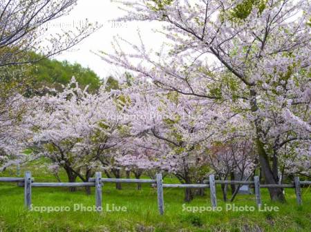 さくらみらい公園の桜