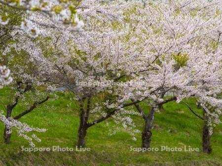 さくらみらい公園の桜