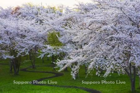 豊平川桜の杜