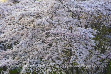 豊平川桜の杜