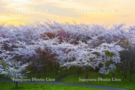 豊平川桜の杜