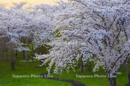 豊平川桜の杜