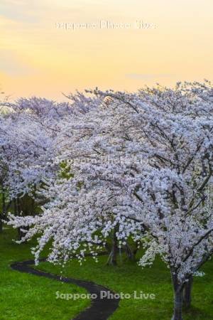 豊平川桜の杜