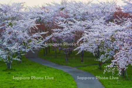 豊平川桜の杜