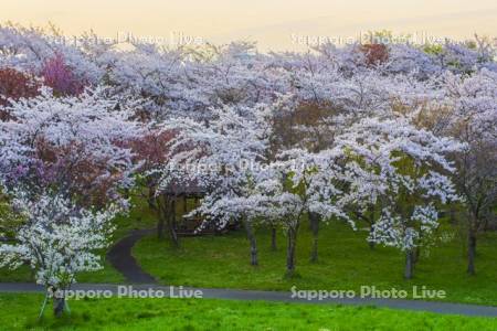 豊平川桜の杜