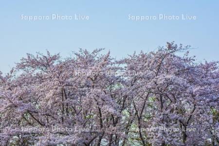 豊平川桜の杜