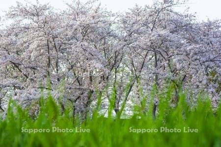 豊平川桜の杜