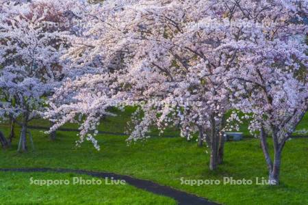 豊平川桜の杜