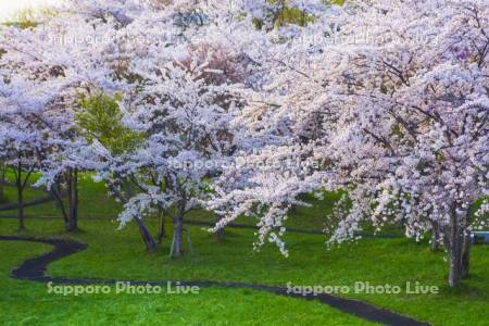 豊平川桜の杜