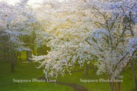 豊平川桜の杜