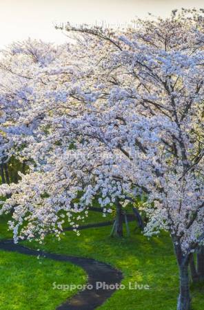 豊平川桜の杜