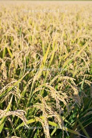 刈り取り前の稲