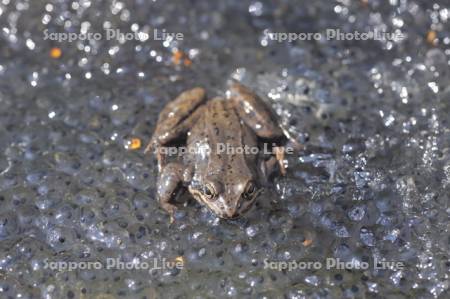 エゾアカガエル