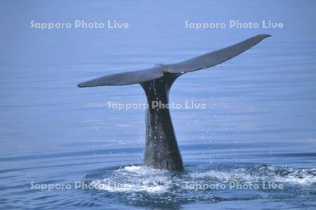 マッコウクジラ