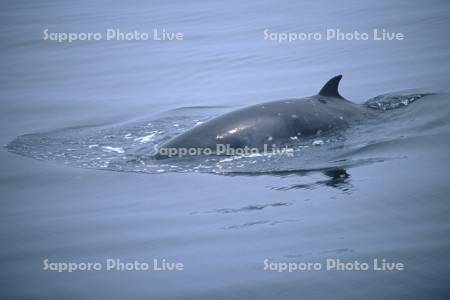ミンククジラ
