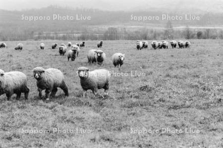昭和41年　滝川市　種羊場