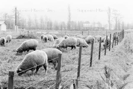 昭和41年　滝川市　種羊場