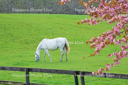 サラブレットの白馬と桜