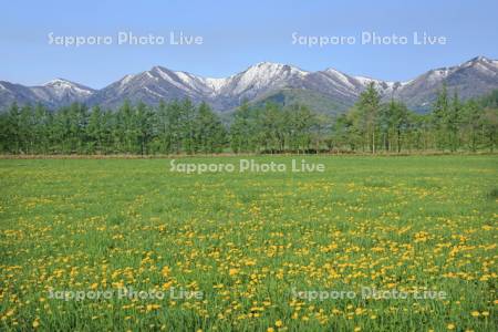 花の草原と日高連山