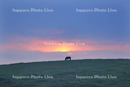 夕日の丘に放牧馬