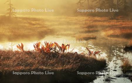 浮島湿原の草紅葉と小沼
