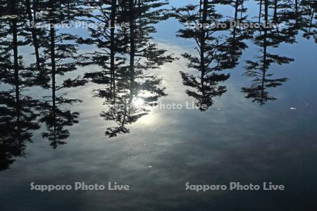 浮島湿原の小沼に映す朝日と木々