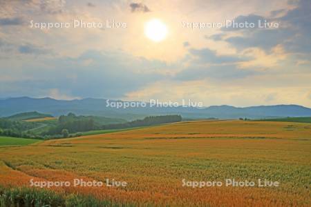 夕日の丘陵と麦畑