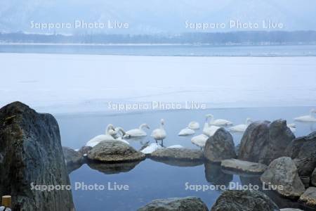 屈斜路湖の露天風呂と白鳥