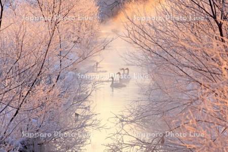 霧氷の川と白鳥