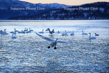屈斜路湖の割れ氷と白鳥
