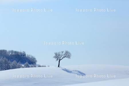 雪原の丘のエゾヤマザクラ一本木