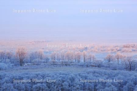 釧路湿原樹霜と朝霧