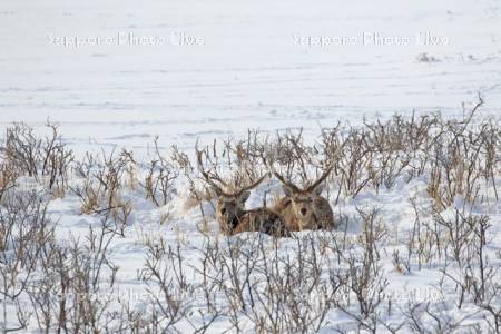 雪上の牡鹿